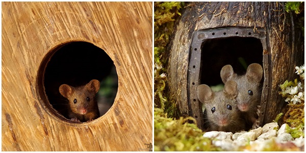 Cuteness Overload: Photographer Built Miniature Village For Mice Family!