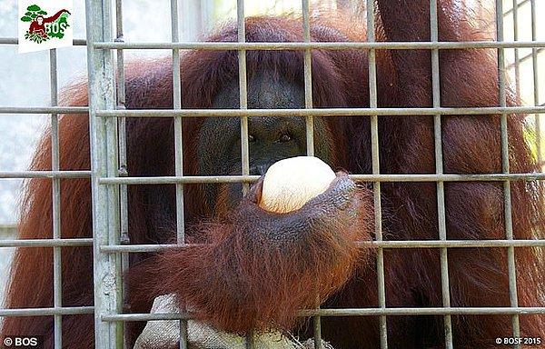 Endonezyada'ki orangutanın hikayesi, onu kurtaran çevreciler tarafından tekrar anlatıldı.