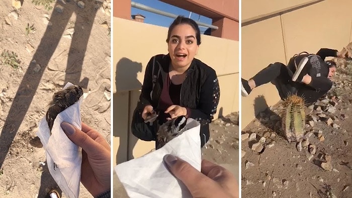 Kuş Korkusu Yüzünden Farkında Olmadan Kaktüse Oturan Kadın