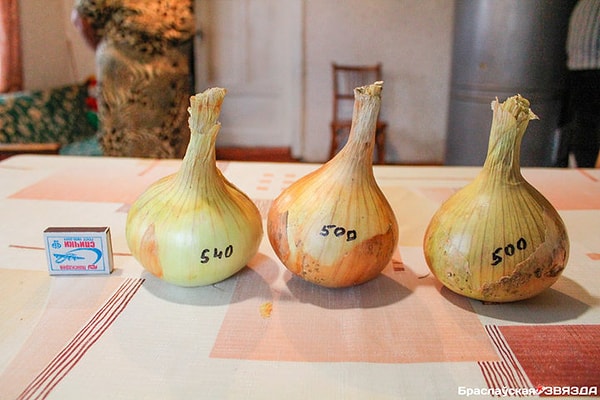 6. Эти полукилограммовые луковицы точно заставят вас плакать от счастья...