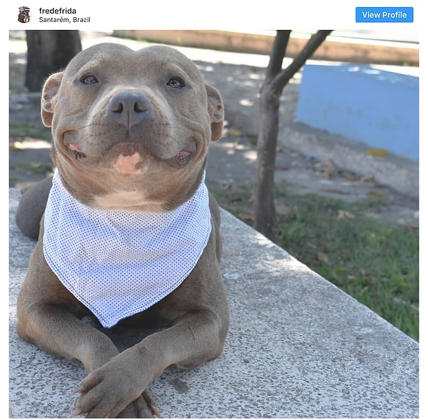 18. Стаффордширский бультерьер - 7.5 млн постов