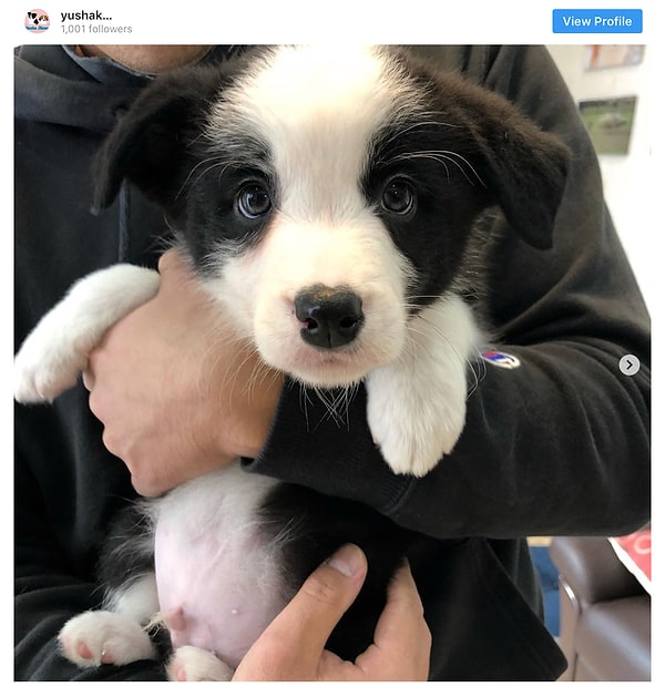 15. Бордер-колли - 10.9 млн постов