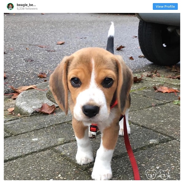 12. Бигль - 12.7 млн постов