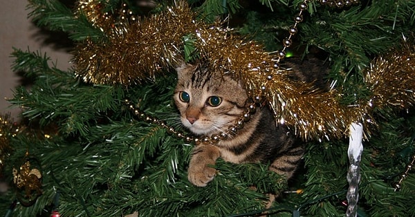 8. Вид у такого дерева, конечно, неоднозначный, да и котейка при должной наглости и физических качествах все же сможет на него забраться.