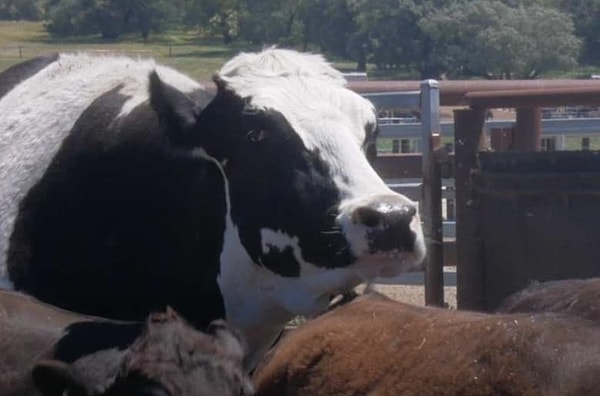 6. А какое у нее вымя! 😱