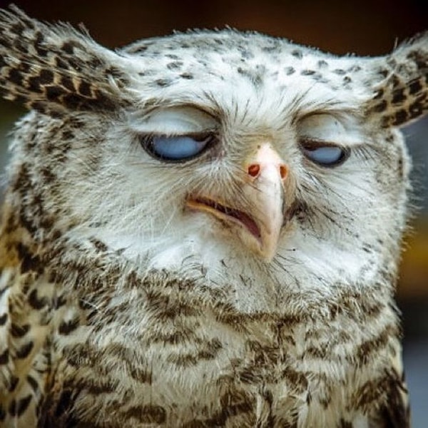 18. "Я, похоже, тоже"