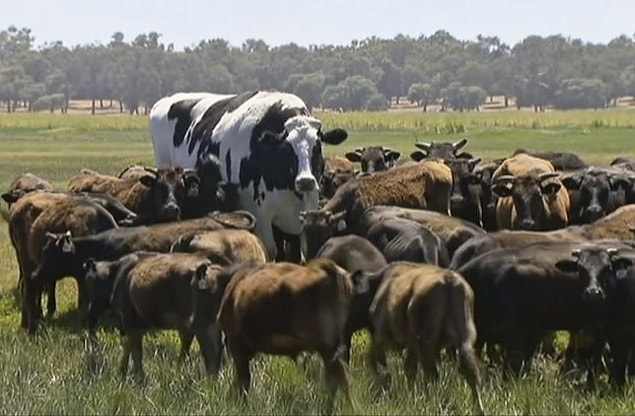Adı Knickers olan bu ineğin boyu tam 1,93 ve 1400 kilogram.