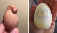 17 странных яиц, которые меньше всего захочется употреблять в пищу