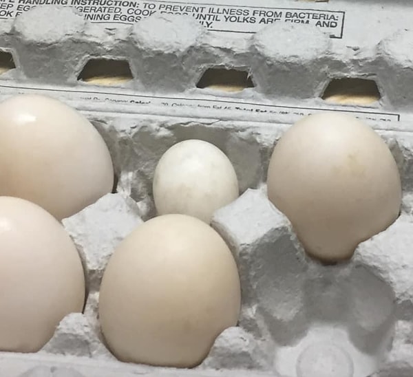 5. Может это перепелиное?