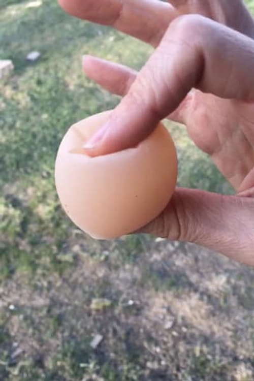 А это то самое яйцо из рекламы зубной пасты?
