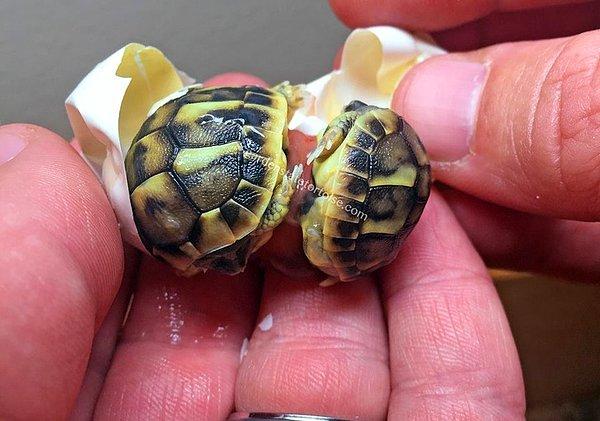 15. Kara kaplumbağalarının ikizleri olabildiğini biliyor muydunuz peki?