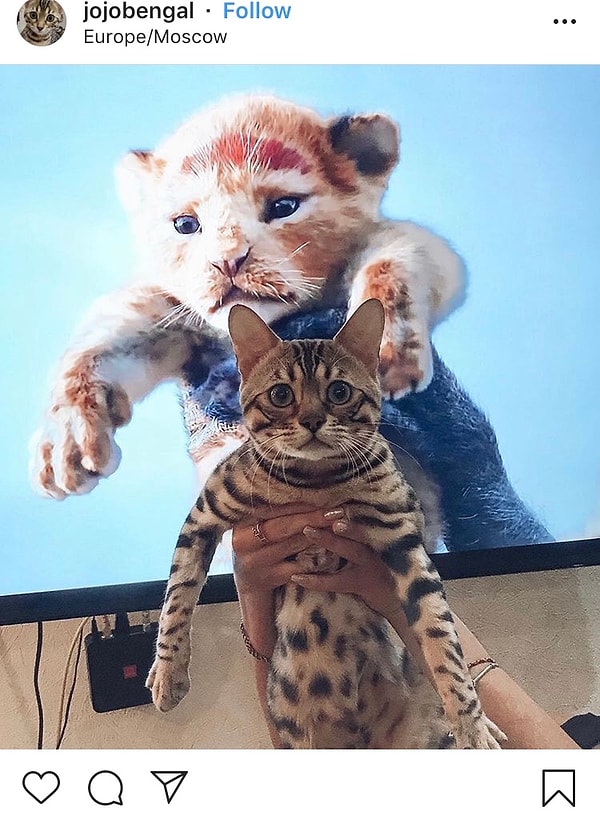 4. ...будущий король вашей квартиры!