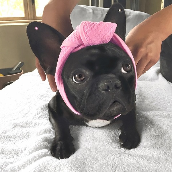 3. Кто является хозяином этого милого бульдога?