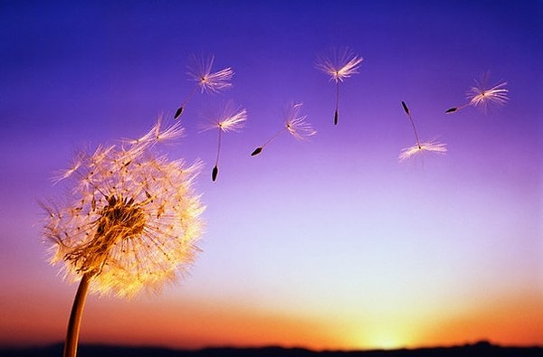 10. Прибор, определяющий направление ветров: