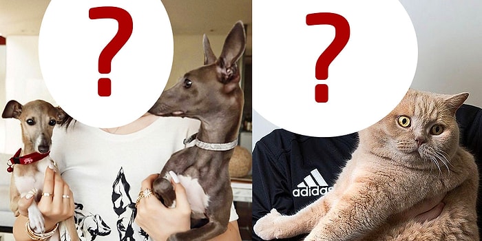 Тест на интуицию: кому принадлежит этот питомец?