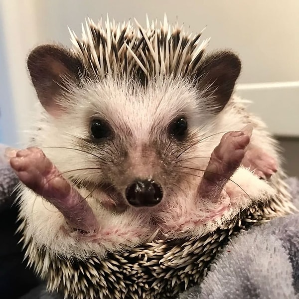 25. Ну что, человек, ты будешь чесать мне пузико или нет?!