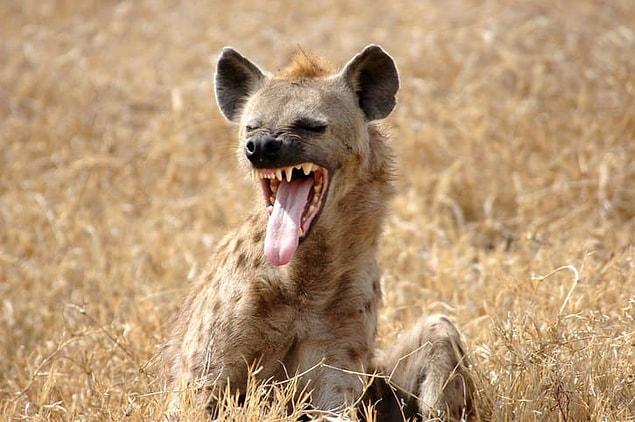2. It's hard to differentiate male from female hyenas since their genitals look almost exactly the same.