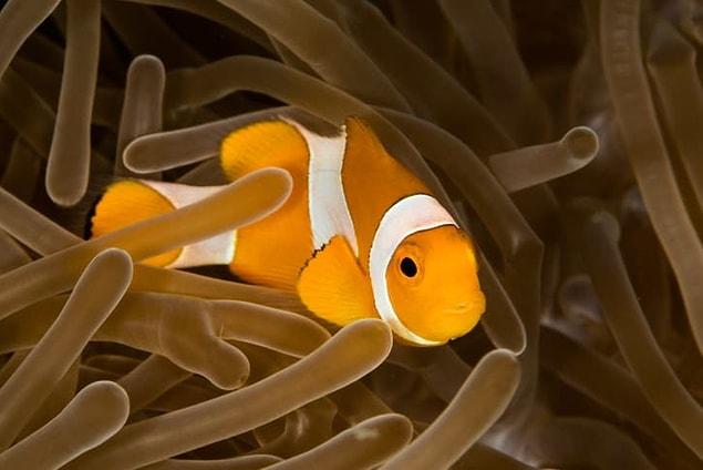 5. Clownfish all born male and have the ability to switch their sex.