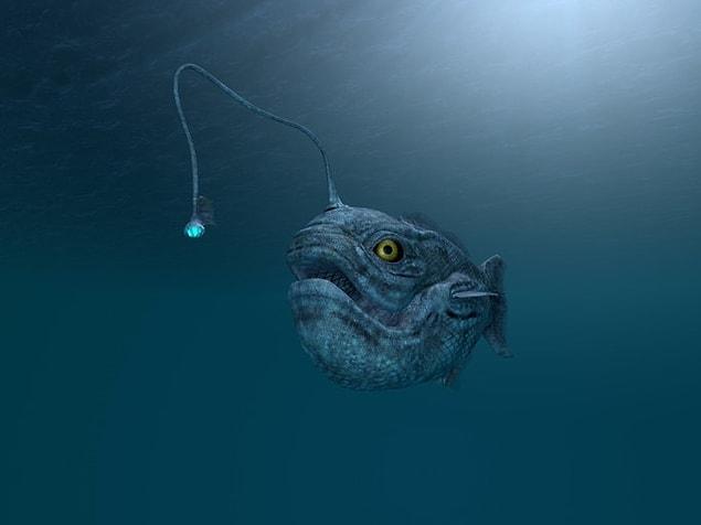 10. The humpback anglerfish reproduces by having the male bite onto larger females to fertilize their eggs.