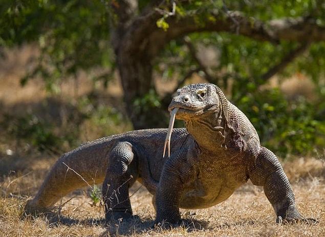 13. The female Komodo dragon can reproduce asexually: The largest lizard in the world can lay eggs without mating through a process called parthenogenesis, or "virgin conception."