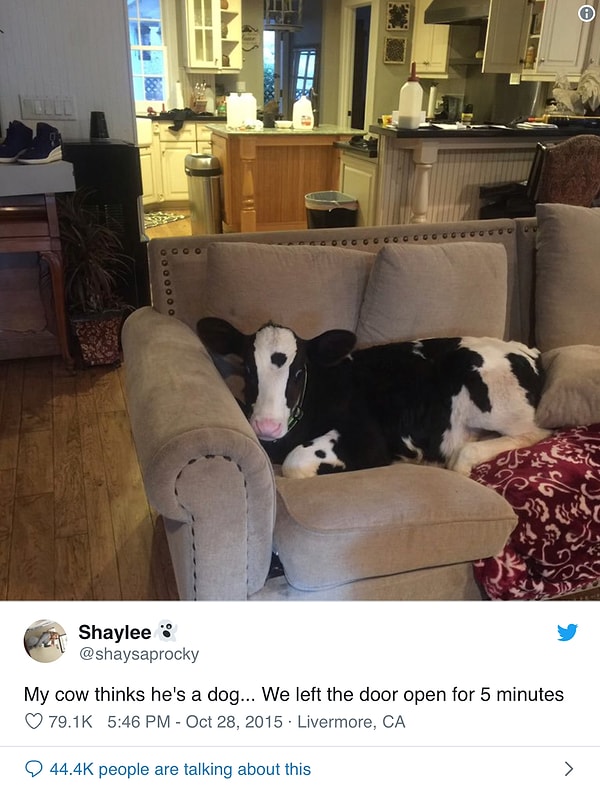 1. Во-первых, строго говоря, коровы - это просто большие собаки.