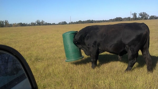 9. Они иногда попадают в передряги, и это ужасно смешно 😆