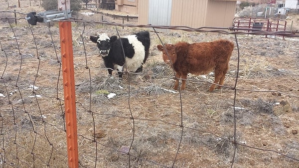 12. На случай, если вы не знали, на свете еще бывают мини-коровы!