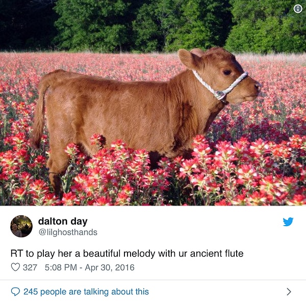 15. Коровы пробуждают в нас лучшее.