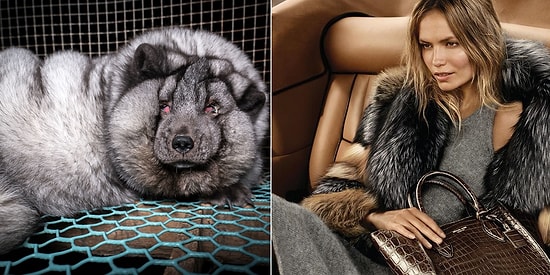 «Мех принадлежит животным, а не людям» - крупные бренды прекратили использование меха