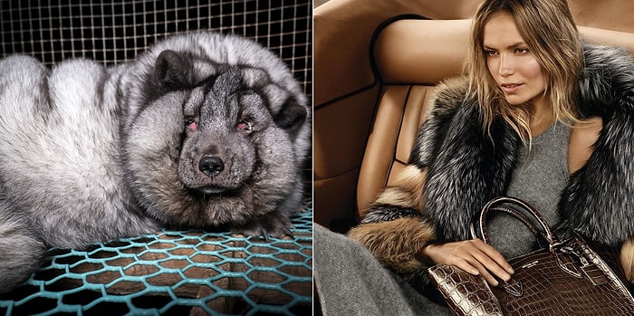 «Мех принадлежит животным, а не людям» - крупные бренды прекратили использование меха