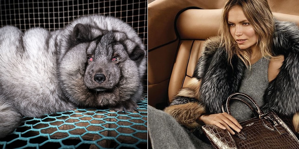 «Мех принадлежит животным, а не людям» - крупные бренды прекратили использование меха