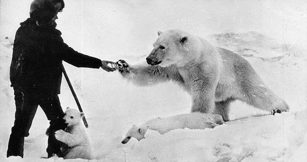 21. Kuzey Rusya'da bir kutup ayısına ve yavrularına süt veren bir adam.