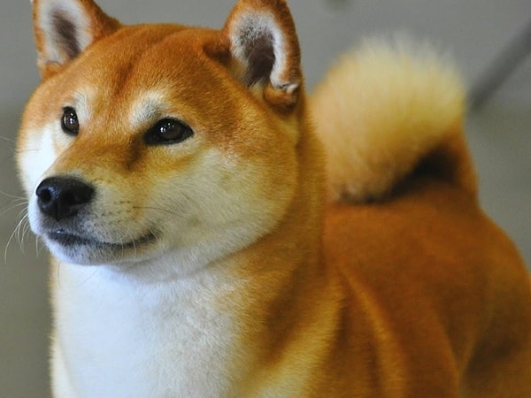 Посмотреть ответ: