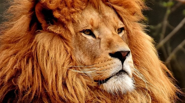 Посмотреть ответ: