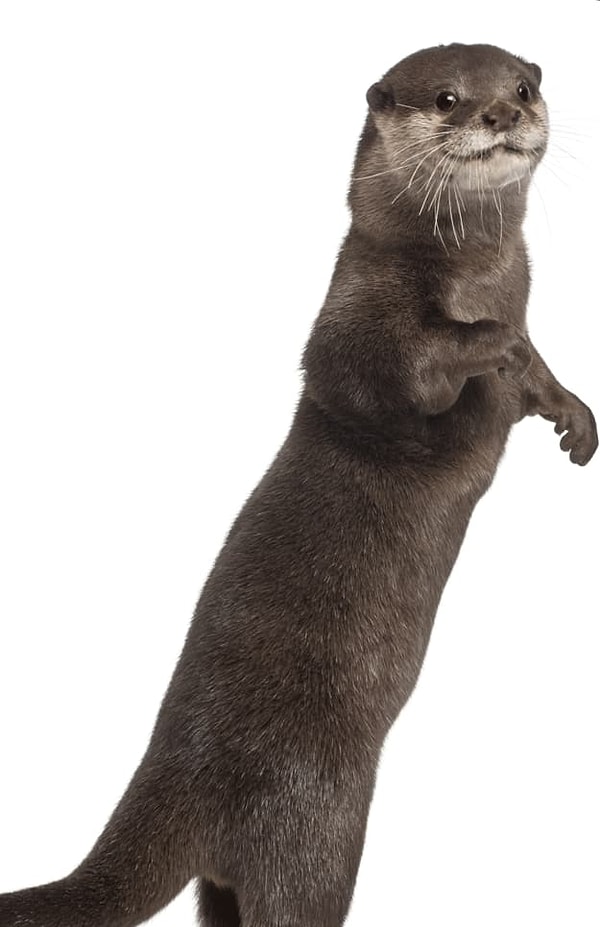 Посмотреть ответ: