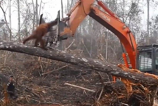 Bu fotoğraf bir videodan alındı. Video ise Borneo'da bulunan Sungai Putri Ormanı'nda çekildi. Daha sonra da International Animal Rescue tarafından Facebook'ta paylaşıldı.