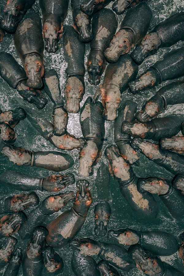 11. Выбор народа: "Голодные бегемотики"