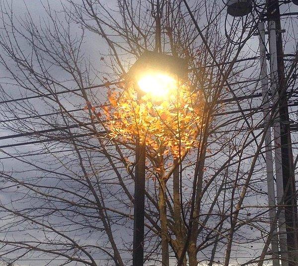 7. Bu ağacın sokak ışığının aydınlattığı alan dışında yaprakları yok.