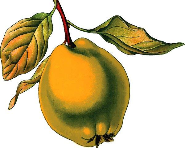 Ayva, temel olarak elma ve armutu da içeren Rosaceae familyasına ait kokulu bir meyvedir.