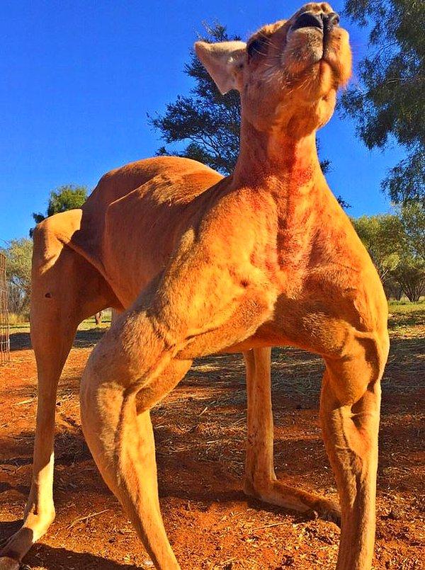 2 metre ve 88 kilogram olan Roger, Kangaroo Sanctuary Alice Springs'de yaşıyordu ve zamanının büyük bir kısmı koca patileriyle metal kovaları ezerek geçiyordu.