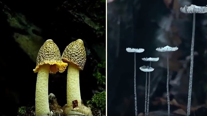 Time Lapse Olarak Mantar Türlerinin Muhteşem Büyüme Görüntüleri