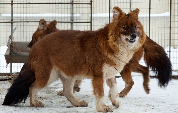 11. Узнали животное?