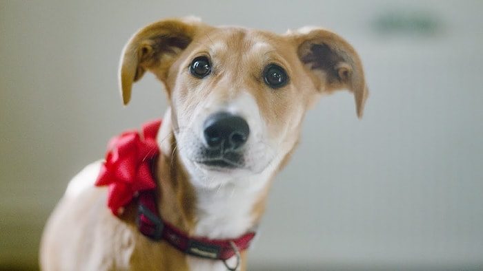 Onlar Hediye Değil! Yeni Yıl Hediyesi Olarak Köpek Sahiplenmeyin!