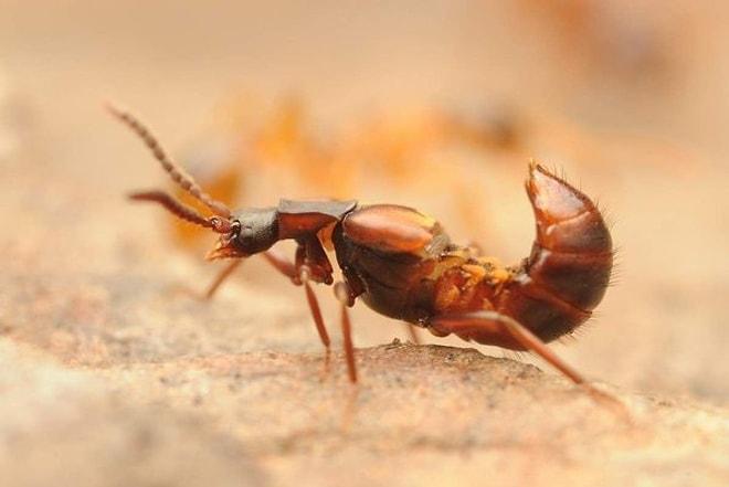 Bir Toplum Nasıl Çökertilir? Karıncalar ve Lomechusalar Üzerinden Bir Örnek