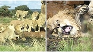 Dişi Aslan Sürüsü Artık Sürüyü Yönetemediğini Düşündükleri İçin Erkek Aslana Saldırdı!