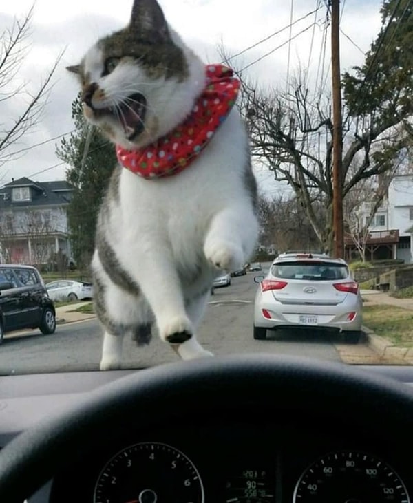 16. Гиганский кот? Показалось, а жаль :)