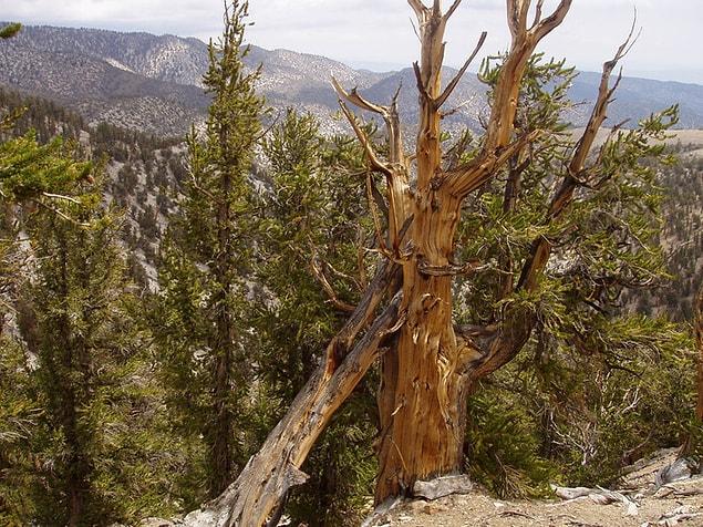 17. One of the oldest living organisms, Bristlecone Pine, is approximately 4,848 years old.