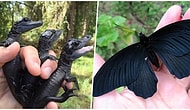 You've Seen Nothing Yet! 20 Bizarre Creations Of Nature That Will BLOW Your Mind π