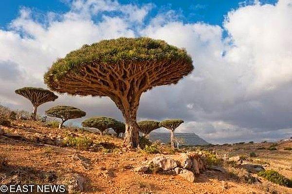 10. Socotra Adası