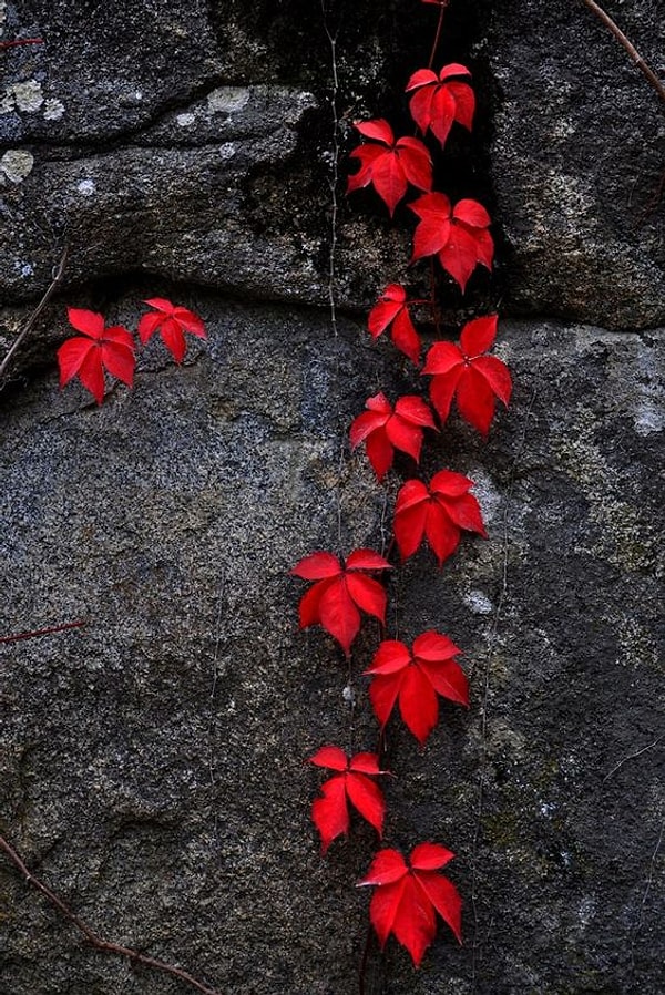 11. Обои с красным принтом могут быть первым выбором желающих обратить внимание на дизайн своего дома!